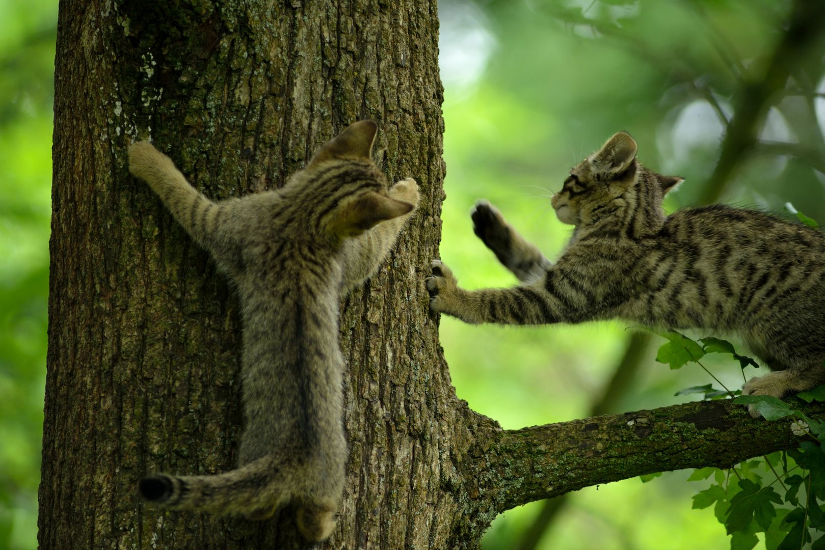 Junge Wildkatzen am Baum